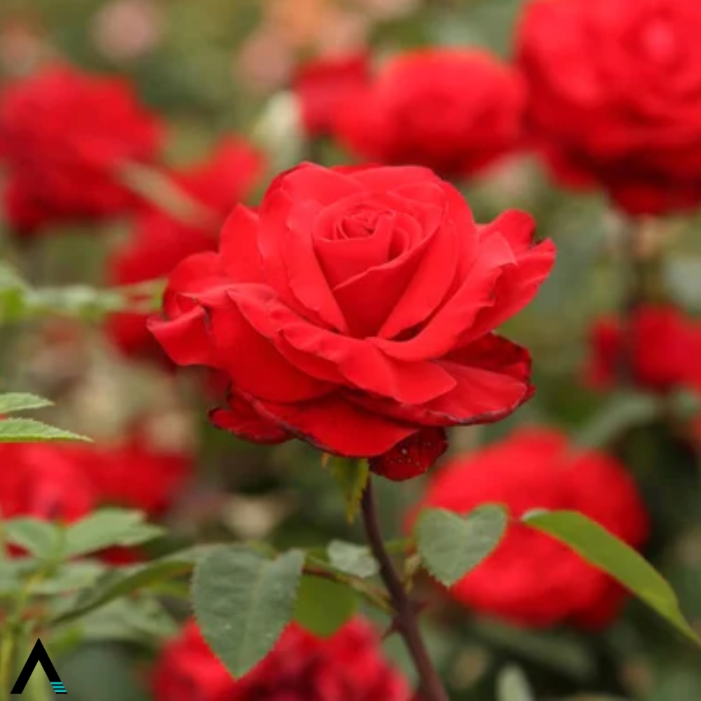 rosa turca